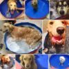 dogs swimming pool