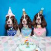 Pets Bandanas For Birthday Party