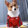 raincoat jacket for dogs