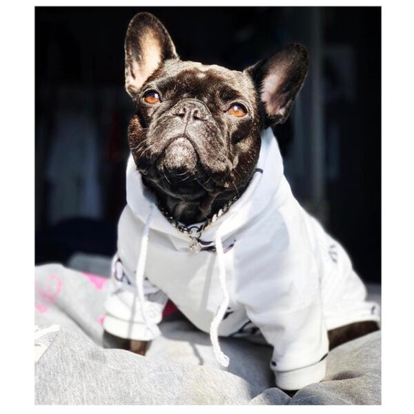 Hoodie for French Bulldog Chihuahua