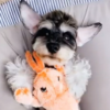 moving lobster plush toy